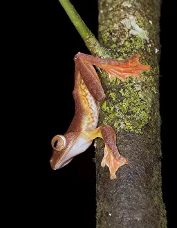 Malaysia: Harlequin Tree Frogs (Rhacophorus pardalis), Kubah