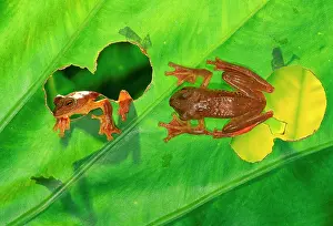 Rhacophorus: Harlequin Treefrog - On leaf and appearing through