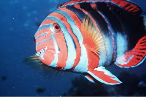 Valerie & Ron Taylor: HARLEQUIN TUSK FISH