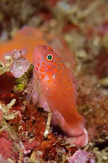 Trimma: Harlot Dwarfgoby