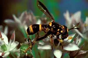 Enemies: A harmless fly (family Syrphidae) that evades its