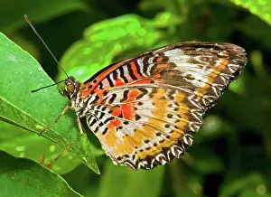Nymphalidae: Harmonia Tiger Butterfly