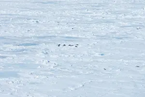 Harp: Harp Seal
