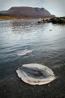 Discarded: Harp Seal