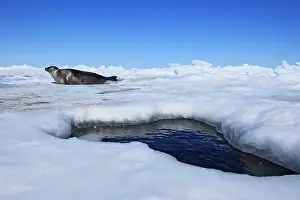 Groenlandica: Harp Seal - adult female