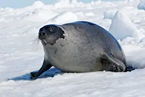 Groenlandica: Harp Seal - Adult female