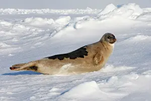 Groenlandica: Harp Seal - adult female