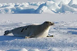 Groenlandica: Harp Seal - adult female