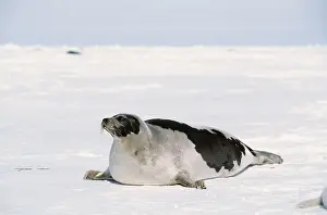 Harp: HARP SEAL - adult female