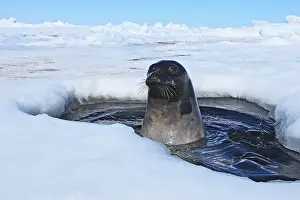 Groenlandica: Harp Seal - adult female emerging from a hole in the ice