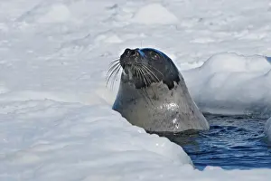 Groenlandica: Harp Seal - Adult female emerging from a hole in the ice
