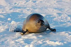 Groenlandica: Harp Seal - Adult female emerging from a hole in the ice