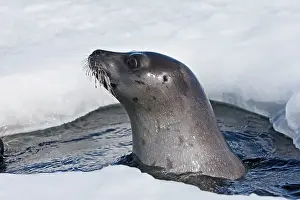 Groenlandica: Harp Seal - Adult female emerging from a hole in the ice