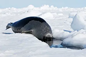 Groenlandica: Harp Seal - Adult female entering a hole in the ice