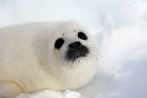 Groenlandica: Harp Seal - baby
