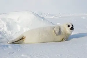 Groenlandica: Harp Seal - baby