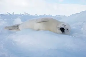 Groenlandica: Harp Seal - baby