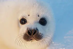 Groenlandica: Harp Seal - baby