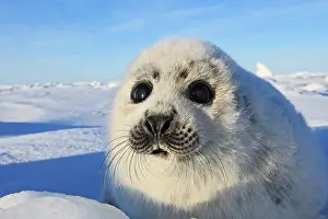 Groenlandica: Harp Seal - baby