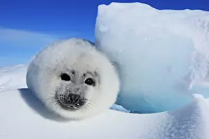 Groenlandica: Harp Seal - baby