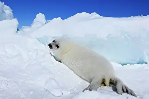 Groenlandica: Harp Seal - baby