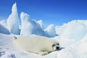 Groenlandica: Harp Seal - baby