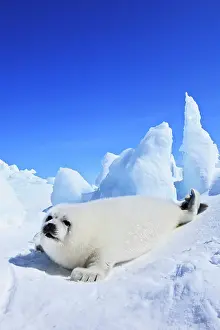 Groenlandica: Harp Seal - baby