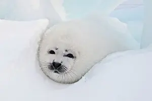 Groenlandica: Harp Seal - baby