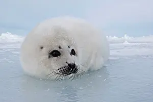 Groenlandica: Harp Seal - baby