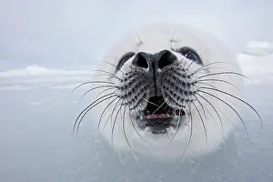 Groenlandica: Harp Seal - baby