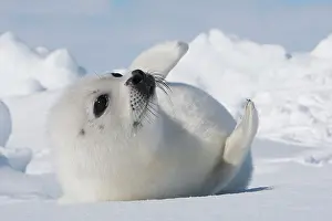 Groenlandica: Harp Seal - baby
