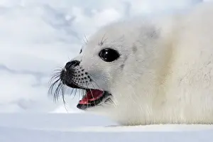 Groenlandica: Harp Seal - baby