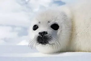 Groenlandica: Harp Seal - baby