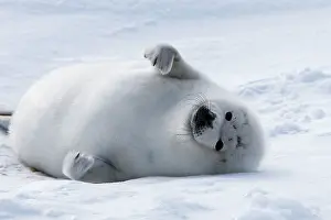 Groenlandica: Harp Seal - baby