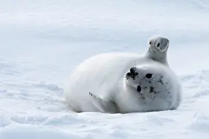 Groenlandica: Harp Seal - baby
