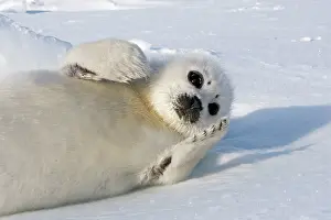 Groenlandica: Harp Seal - baby