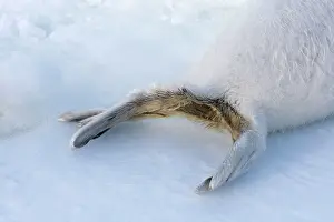Groenlandica: Harp Seal - baby