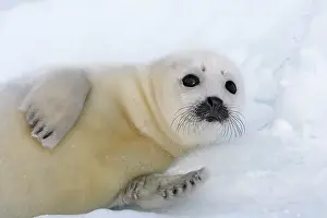 Groenlandica: Harp Seal - baby
