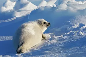 Groenlandica: Harp Seal - baby