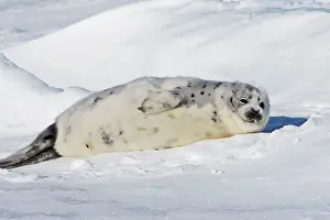 Groenlandica: Harp Seal - baby