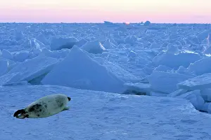 Harp: Harp Seal - baby