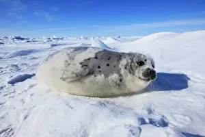 Seals: Harp Seal - baby