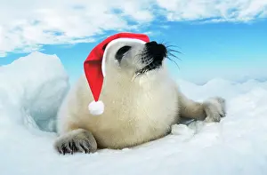 Groenlandica: Harp Seal Baby - lying on ice, wearing Christmas hat