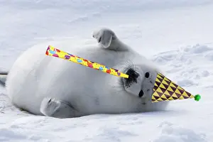 Harp: Harp Seal - baby, pup with birthday party hat
