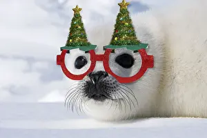 Harp: Harp Seal - baby, pup wearing Christmas hat