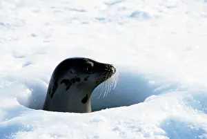 Harp: HARP SEAL - BREATHING HOLE
