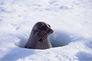Harp: HARP SEAL - At breathing hole
