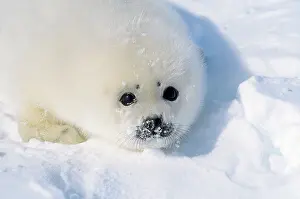 Harp: HARP SEAL - close-up of pups head