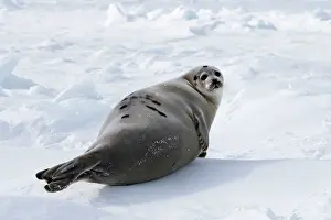 Groenlandica: Harp Seal - female