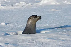 Groenlandica: Harp Seal - female